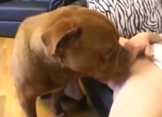 Hot zoo XXX with a lady who gets licked by dog