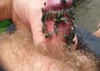 Amazing zoo XXX with flies massaging cock