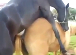 Every zoophile turns into a voyeur for horses