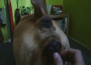 Eager dude just DEVOURS a dog's hot pussy