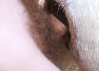 Donkey hole fuck with lots of incredible close-ups