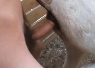 Donkey hole fuck with lots of incredible close-ups