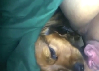 Wet-as-fuck lady gets licked by a sexy beast