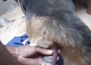 No-protection fuck with a guy and his sexy dog