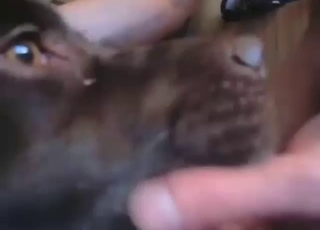 Neat cock of a horny zoophile licked by a dog