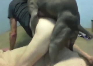 Big dick grey dog punishing his asshole