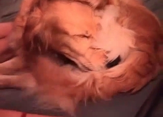 Dude is using his retriever for nasty enjoyment