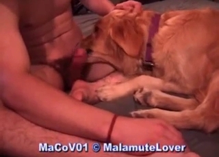 Dude is using his retriever for nasty enjoyment