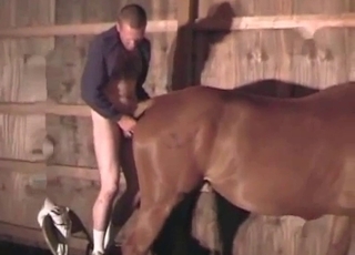 Butt banging action with a horny stallion