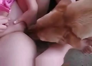 Wet crack gets licked and serviced by a horny brown doggo