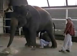 Horny elephant is showing his amazingly large dick