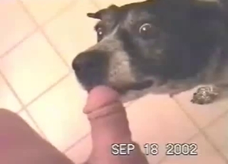 This submissive puppy is giving a BJ to his owner