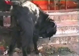 Stunning beast has gets sorts of impressive sexual fun