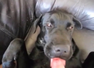 Male masturbates in the bestiality sex scene
