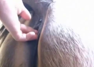 The wet pussy of a horse gets totally fingered