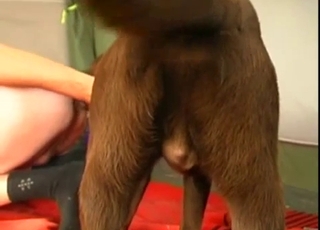 Sexy doggy and a horny chick are enjoying dirty bestiality