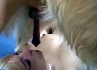 Nice dick of a doggy is getting licked