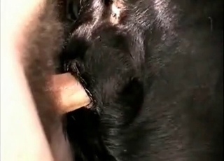 Sexy horse in the awesome bestiality action