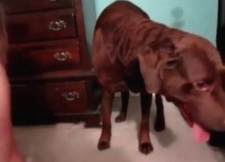 Brown dog is having some amazing bestiality enjoyment