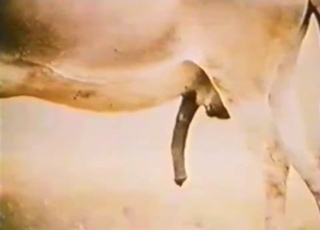 Two horny mules are fucking each other from behind