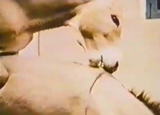 Two horny mules are fucking each other from behind
