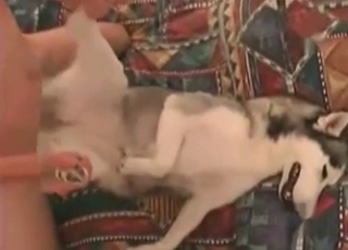 The tight asshole of this horny doggie is banged