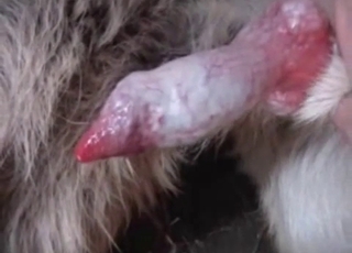 Furry boner nicely stimulated by a horny farmer