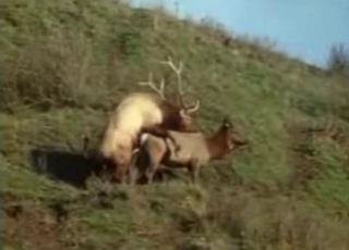 Amazingly intense bestiality in this compilation