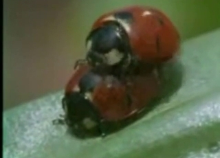 Amazingly intense bestiality in this compilation