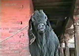 Sexy dark goat is licking his own urine