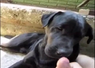This black dog is used for some blowjob entertainment