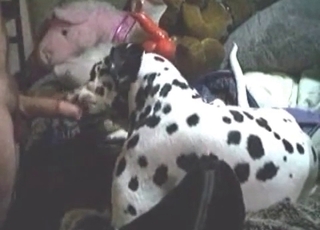 Amateur zoophile having bestiality fun with a dalmatian