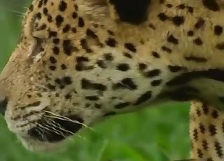 Sexy leopards in a hot exotic bestiality video