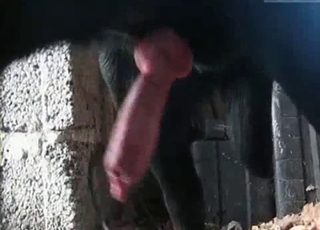 Black doggy and a passionate amateur hottie