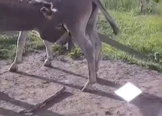 Mules are enjoying intensive bestiality sex so much