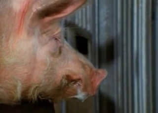 Pig's massive boner needs some stimulations