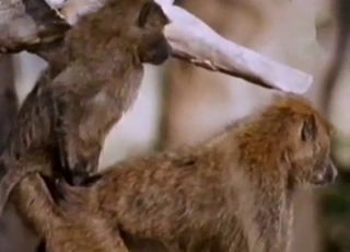 Pair of horny animals are having sexual fun outside