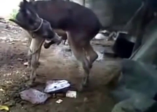 These horny animals have incredibly suckable dicks