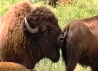 Close up video of a really horny and kinky animal