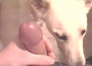 Lovely puppy sucks a cock in a POV style video