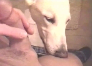 Lovely puppy sucks a cock in a POV style video
