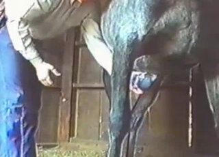 Black stallion gets a very good and hot handjob