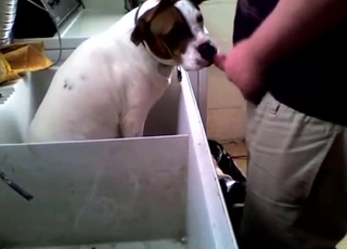 This dog gets totally facefucked by a really horny fellow