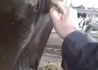 Fisting entertainment for a horse by a kinky lad