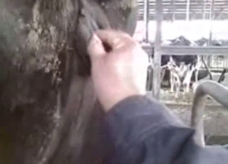 Fisting entertainment for a horse by a kinky lad