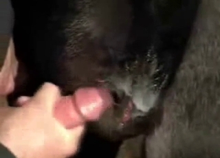 Homosexual fellows are totally banging this hot horse