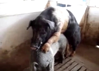 Intense bestiality fucking for pigs in a barn