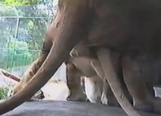 Lioness and lion have awesome outdoor bestiality XXX