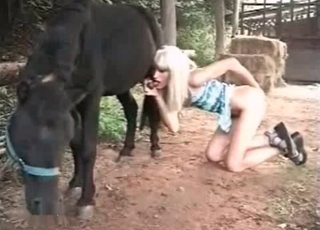 Stupid whore with blonde hair sucks the cock of a stallion