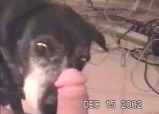 Big thick cock is licked by a pupper